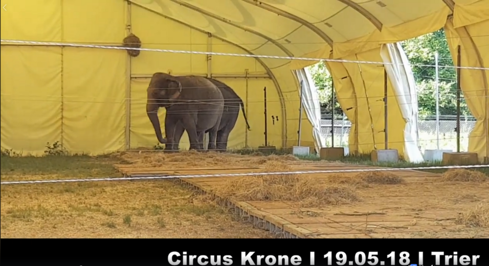 Zu sehen ist ein Screenshot, des genannten Videos.